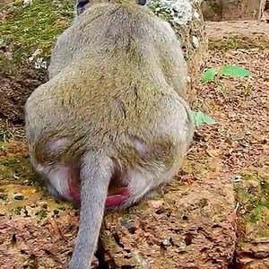 Pitiful poor monkey Popeye painful belly difficult to give birth #MonkeyPage | Monkey Page