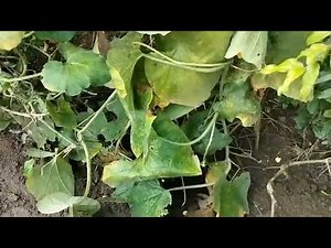 System of Crop Intensification SCI in Potato