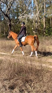 Pedro is now ready for adoption! This six year old Arabian gelding came in with Roxy and the warrior group two years ago. He is finally now going under saddle and is looking for his person. Kind and sweet he just needs more miles! | Horses Without Humans Rescue Organization