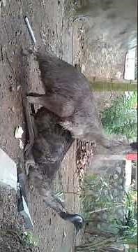 Emu Mating