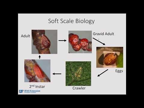 Webinar: Managing Soft Scale Insects on Landscape Plants