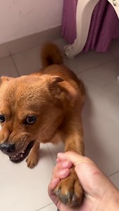 83K views · 3.9K reactions | You kid! I trusted you so much but you framed me #dogfunny #smartdog #reel | Please call me Fatty | Facebook