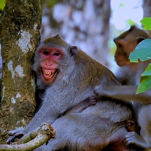 2.8K views · 115 reactions | Poor Jane seem so sc.a.red hugs protect Jazzy from Juvenile monkey | Jane Family | Facebook