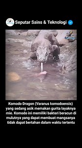Komodo dragon (Varanus komodoensis) adalah spesies kadal raksasa yang dikenal sebagai predator utama di habitatnya di Pulau Komodo dan sekitarnya. Meskipun makanan utamanya biasanya terdiri dari mamalia kecil, burung, dan kadang-kadang reptil, komodo juga terkadang memperlihatkan perilaku memangsa gurita (Octopus sp.). Perilaku ini menunjukkan fleksibilitas dalam pola makan komodo, yang secara alami beradaptasi dengan ketersediaan mangsa di lingkungannya. #sains #science #reels #seputarsains #sa