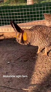 Heath hen | Mozumdar agro farm