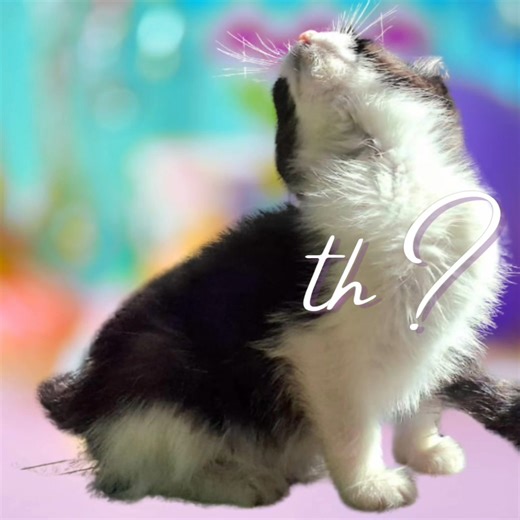 We have a never ending stream of cats into our kennels. Kittens, adolescents, adults and elderly. Not a single one is a bad cat. Every single one has been failed by a human. This month is Cat & Kitten Adoption Month and we'd love to some of the beautiful cats in our care go to loving forever homes. | SPCA Benoni, Gauteng, South Africa