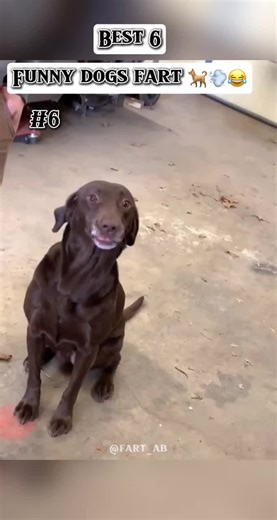 Hilarious Dogs Farting Compilation