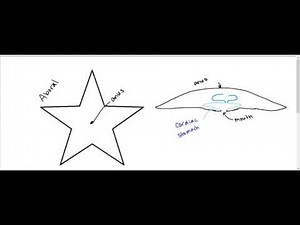starfish digestive system