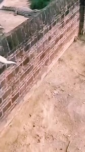 Baby crocodile feeding to crocodile  | Neha Gupta | Facebook