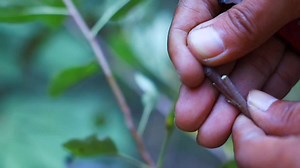 2.5K views · 36 reactions | apple tree grafting success rate | GardeningFruit | Facebook