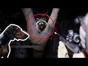 Dog vs. Raccoon: The Wildest Predator Hunt You’ll Ever See!