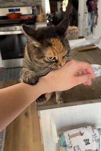 The Clingy Cat: A Heartwarming Moment