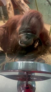 271K views · 10K reactions | So fascinating!  | Furry Tails | Facebook