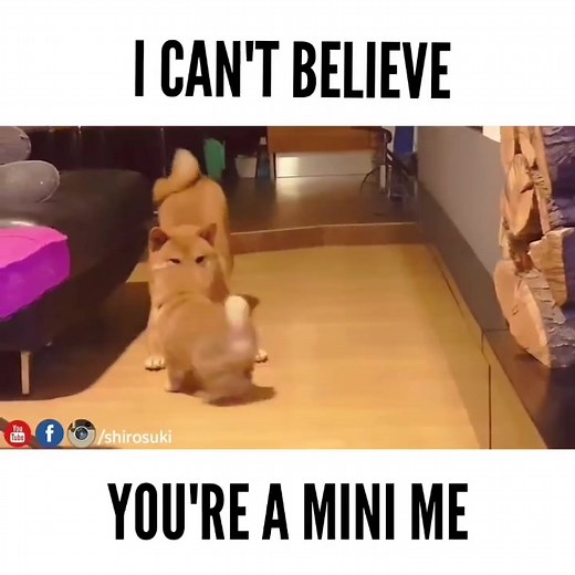 Bacc when Shiro emjoyed potats | Shiba Inu - Shiro, Suki and potats