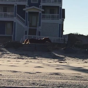 Wild and free❤️ . . #corollanc, #currituckobx, #wildhorses4x4, #corollawildhorses | The Northern Outer Banks
