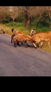 Latest Sightings - Kurger on Reels