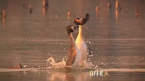elegant mating dance of Great Crested Grebes (凤头䴙䴘,Podiceps cristatus). It is an amazing spectacle to watch, as the birds go through an elaborate set of moves. ❤看门老头 ❤❤❤ #Nature #Peace #China #Wildlife #birds #travel #beauty #beautiful #love | Lin hillside