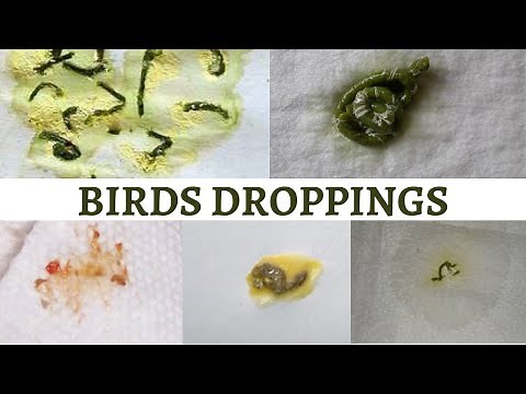 Birds Droppings ‪@Feathershood‬ #WorthWatching #Poop know your birds condition by seeing their poop!
