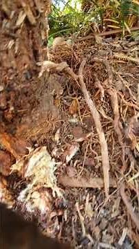 Cycad Pup Removal For Beginners Part Five.