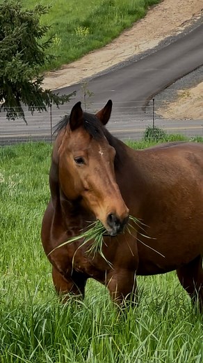 This is Monkey….. he is a Belgian Warmblood horse that was sent to Helping Hands with an injury. When he first got here, he had to spend many months confined to a stall. He could only be hand walked. As the weeks went by he got stronger and we were able to let him run around in small areas.He was so personable, and we found out that he was great with people, especially kids, and we began using him as a therapy horse. He loved to nudge and kiss and nibble and give horsie hugs. We decided to give 