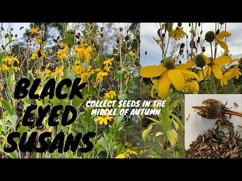 Black Eyed Susan Seed Collecting in the Fall. Watch Now! 💚Heart Seed Garden💚