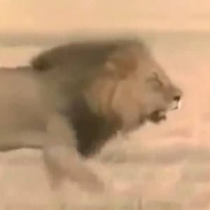 6.6K views · 158 reactions | Most Incredible Lion Attacks Caught On Camera | Animals usa | Facebook