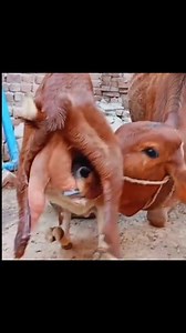 43K views · 294 reactions | Bull  kids sucking goat  milk 拏 janwaro ma b rehamdilli Pai jati hay  #chiraghgoatfarm #thakydaraziz #shoukatbhatti #shoukataziz #bullkids #goats #viralgoat #viralpost2025 #fbreels #viralkidsreels #trendingreelsvideo #viralbakra #BeetalGoat #Instagram #instagramreels #10million #millonario | Chiragh Goat Farm -CGF | Facebook
