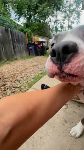 Pitbulls are known for their skin problems! Nova had such bad skin that it was bleeding and painful 😢 But look at the before and after! Thank you SO much Native Pet for being willing to help this sweet girl! #skinissues #nativepet #dogskin #skinproblems #dogskinproblem #dogallergies #dogallergyrelief #dogitchyskin #itching #pitbull #pitbullsoftiktok #pitbulllove #pittiesoftiktok #pitty #pittiesmile #pitties #pittiesrock #pitbull #cutedog #dogsupplements | Dear Danes