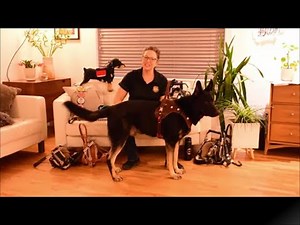 Overview of BLD's Atlas Leash, Custom Service Dog Harnesses, and accessories (Version A)