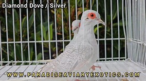 1.9K views · 18 reactions | Diamond Dove  | Paradise Aviary | Facebook