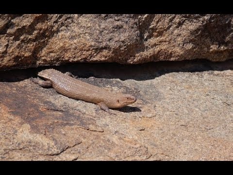 Gidgee Skink (Egernia stokesii) - Natural Curiosity