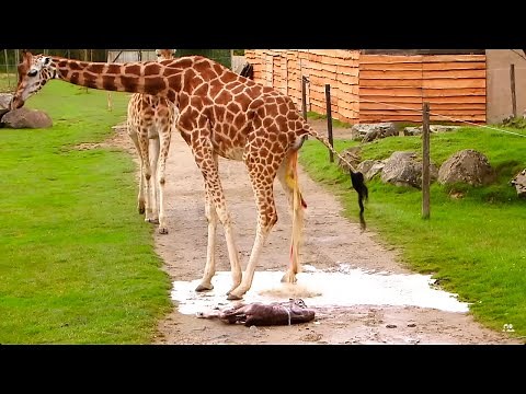 Baby giraffe birth at high risk!