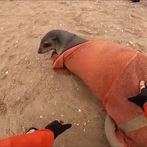 Faith in humanity restored! 😍 | Hooman