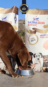 Conoce ULTRA Dog BASIC. Todos los nutrientes que nos caracterizan a hora en UltraDog 🐶🐕💯🏅🏆 #ConcentradosUSA #ultradog #alimentobalanceado #proximamente | Concentrados USA