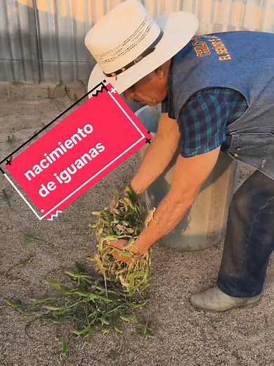 1050 iguanas nacidas en un solo día: nacimiento de iguanas