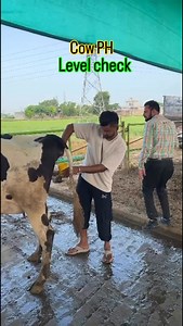 Cow ph level check #dairyfarm #farm #dairy #cow #phlevel | Aulakh Farm