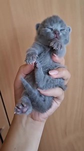 Bebe ochios🤗🤗❤️ | Eva Scottish fold