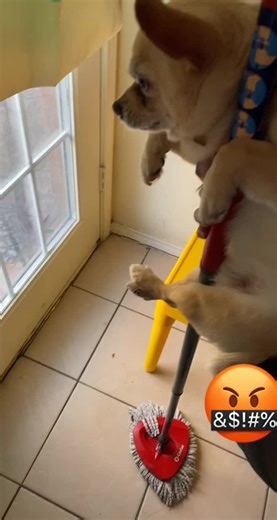 Dog Cleaning Up Piss in Hilarious Video