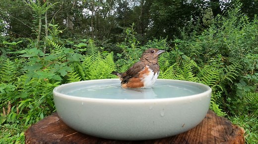 3K views · 450 reactions | Eastern Towhee | Critter Cam | Facebook