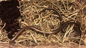 The eastern glass lizard (Ophisaurus ventralis) is a species of legless lizard in the family Anguidae, endemic to the Southeastern United States. The streamlined, legless species is often confused with snakes. Glass Lizards differ from snakes as they possess a moveable eyelid and an external ear opening, both of which are absent in snakes. Ventralis comes from the Latin "venter" meaning belly; this is in reference to the snake-like movement. Many thanks to its finder, Taylor, for caring, getting