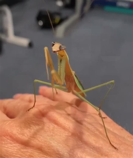 My friend raises praying mantis. I think they are so cute❤️ | Love Laugh Inspire | Facebook