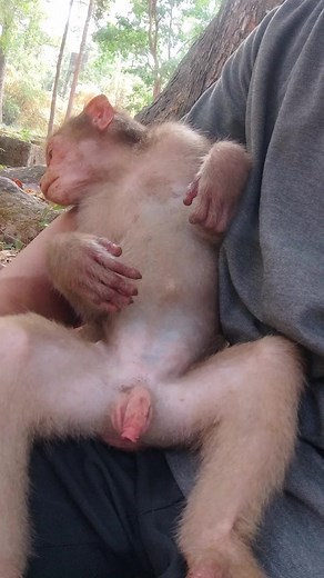 amazing BALOO Monkey play in jungle so happy VX8 #animal #Nice #wildlife #nature#baby #reels #monkeys #Cute #love | SatisfyPopz