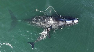 Endangered whale gives birth while entangled in fishing rope