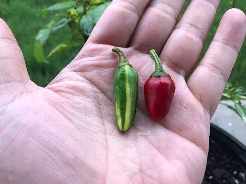 What's That Pepper Ep79 - Fish Pepper