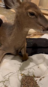 Fudge update | Curt Schilling