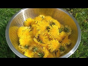 How to dry Dandelion Flower 🌻