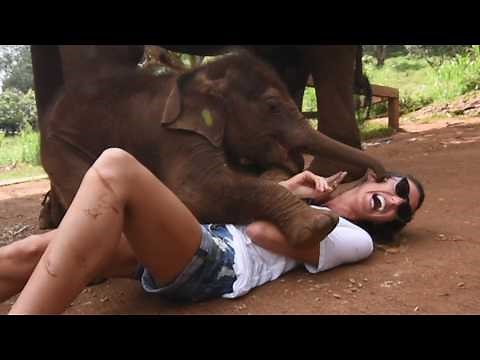 The Most Adorable Elephants 😍 🐘 | BEST Compilation