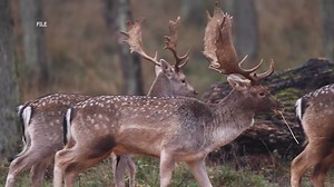 Can you get COVID-19 from deer?