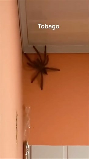 NoPe #tonybakervo | Tony Baker