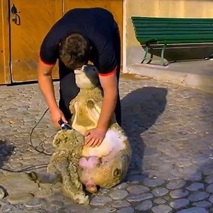 Heiniger Xpert sheep shearing machine | AnimalsWow